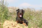 BEAUCERON - PUPPIES 055